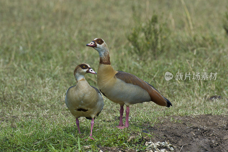 埃及鹅(Alopochen aegyptiaca)是鸭科、鹅科和天鹅科的一员。它原产于撒哈拉以南的非洲和尼罗河谷。肯尼亚马赛马拉国家保护区。